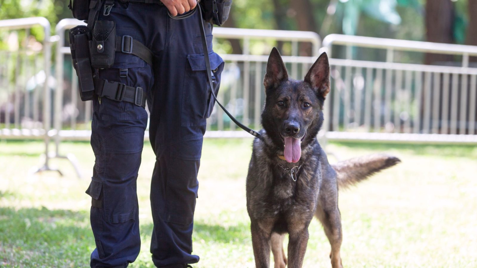 Diensthundeführer Polizei Österreich